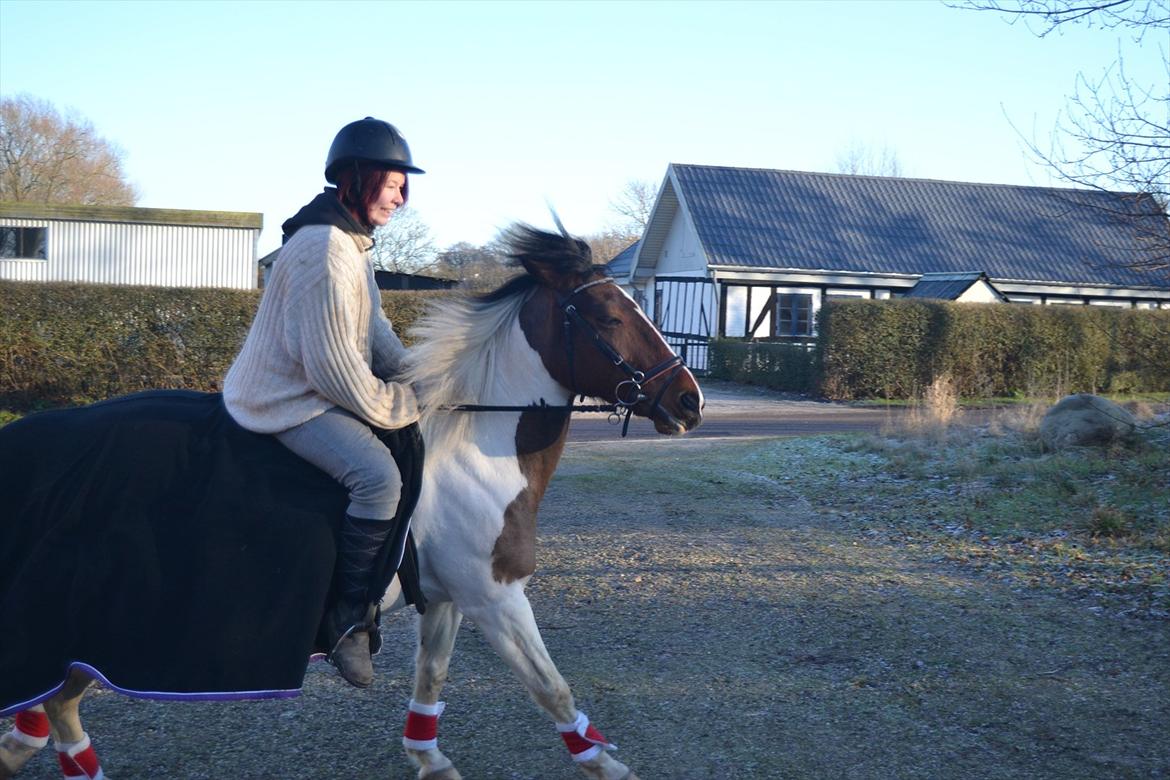 Anden særlig race Melanie - Melanie & Mig i galop 
Foto: Louise billede 11