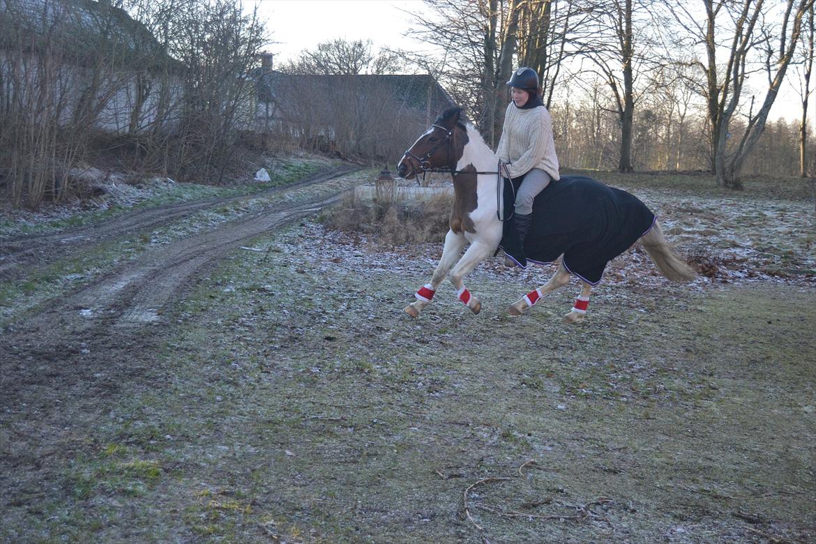 Anden særlig race Melanie - Tror vi har gang i en galop ;o ? 
Foto: Louise billede 14