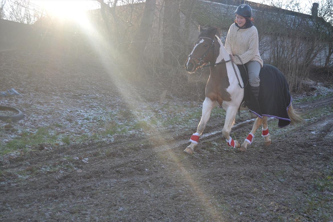 Anden særlig race Melanie - <3 
Foto: Louise billede 15