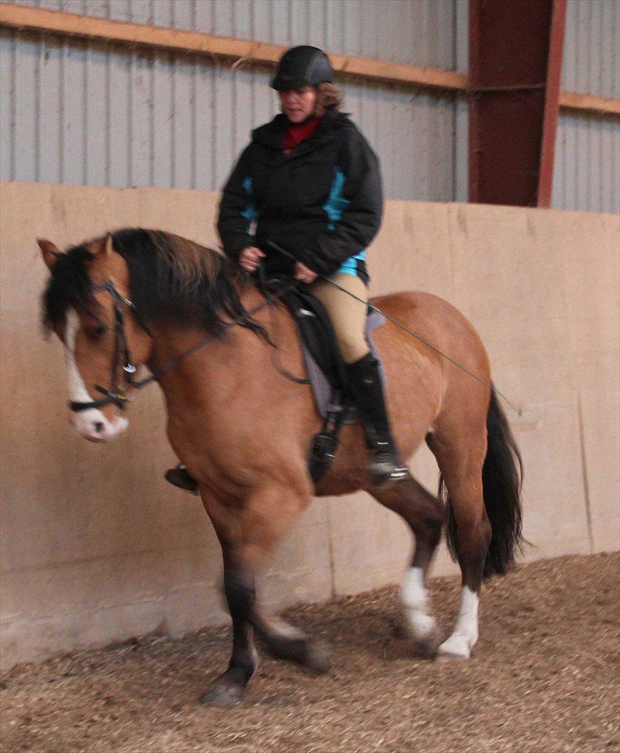 Anden særlig race Søndervangs Leopold (har heddet Sofus) - Jeg rider Loppen på Askemosen den 12. november 2011. Vi flyttede til Duemosegård den 15. november og siden har jeg ikke fået redet ret meget billede 9