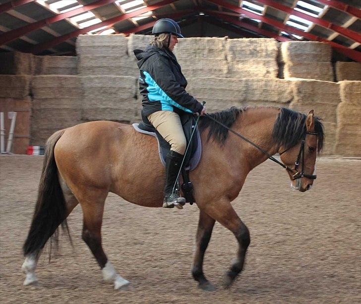 Anden særlig race Søndervangs Leopold (har heddet Sofus) - Jeg rider Loppen på Askemosen den 12. november 2011.  billede 10