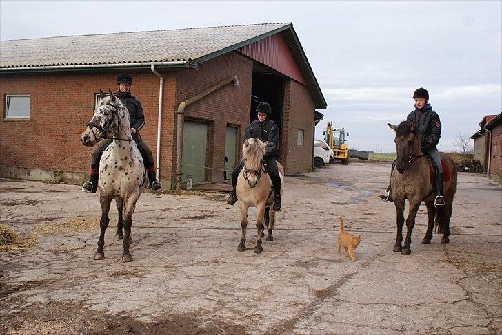 Konik Polski Carlo - fra venstre: Josefine+Max - Jennifer+Luna - Jonas+Carlo. Tur januar 2012 billede 5