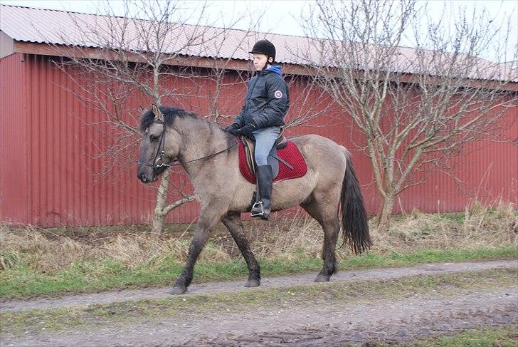 Konik Polski Carlo - Jonas og Carlo på tur jan. 2012 billede 8