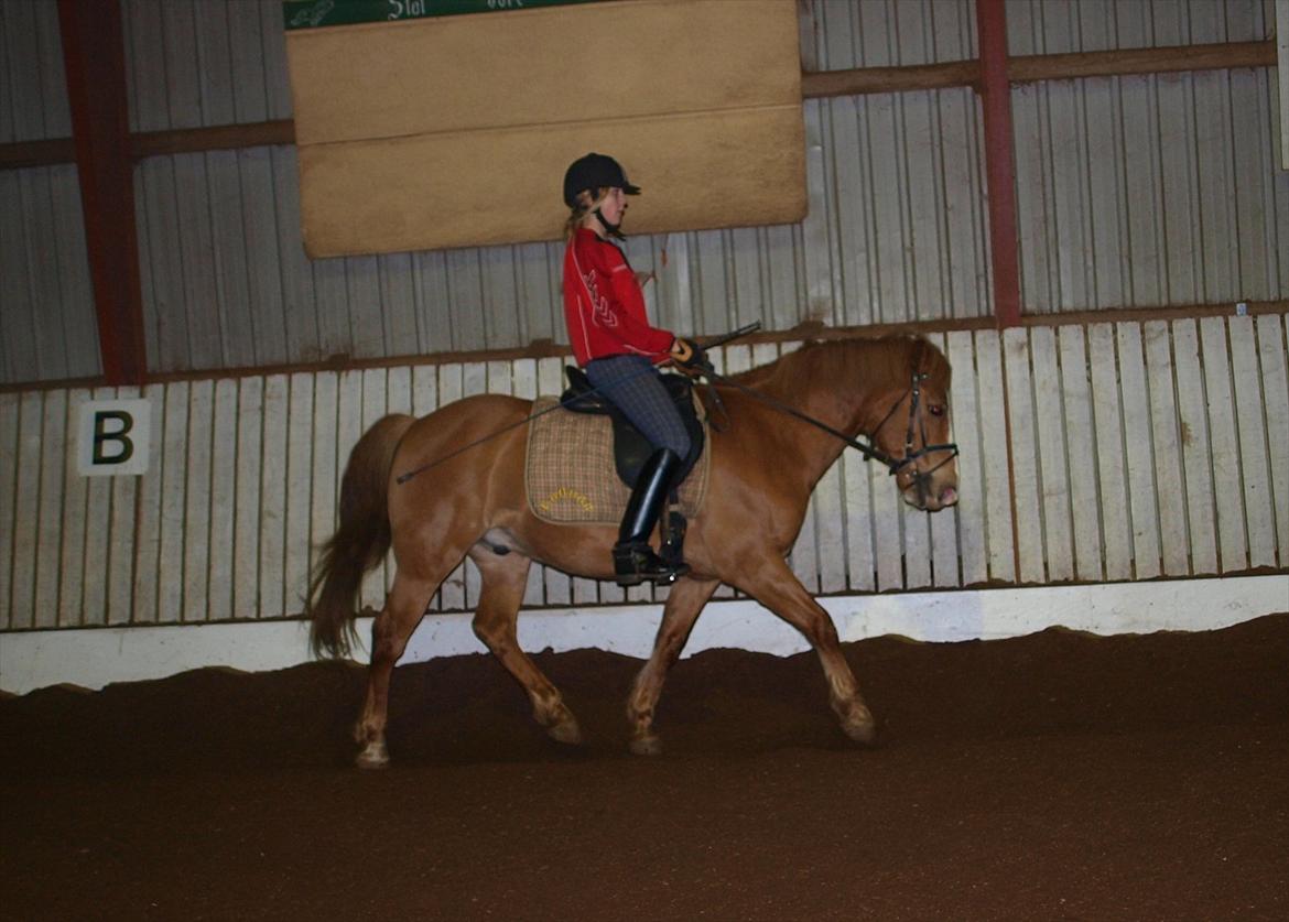 Anden særlig race Cavaliére Cadeau - (Calle) - Træning. det går fremad<3 billede 17