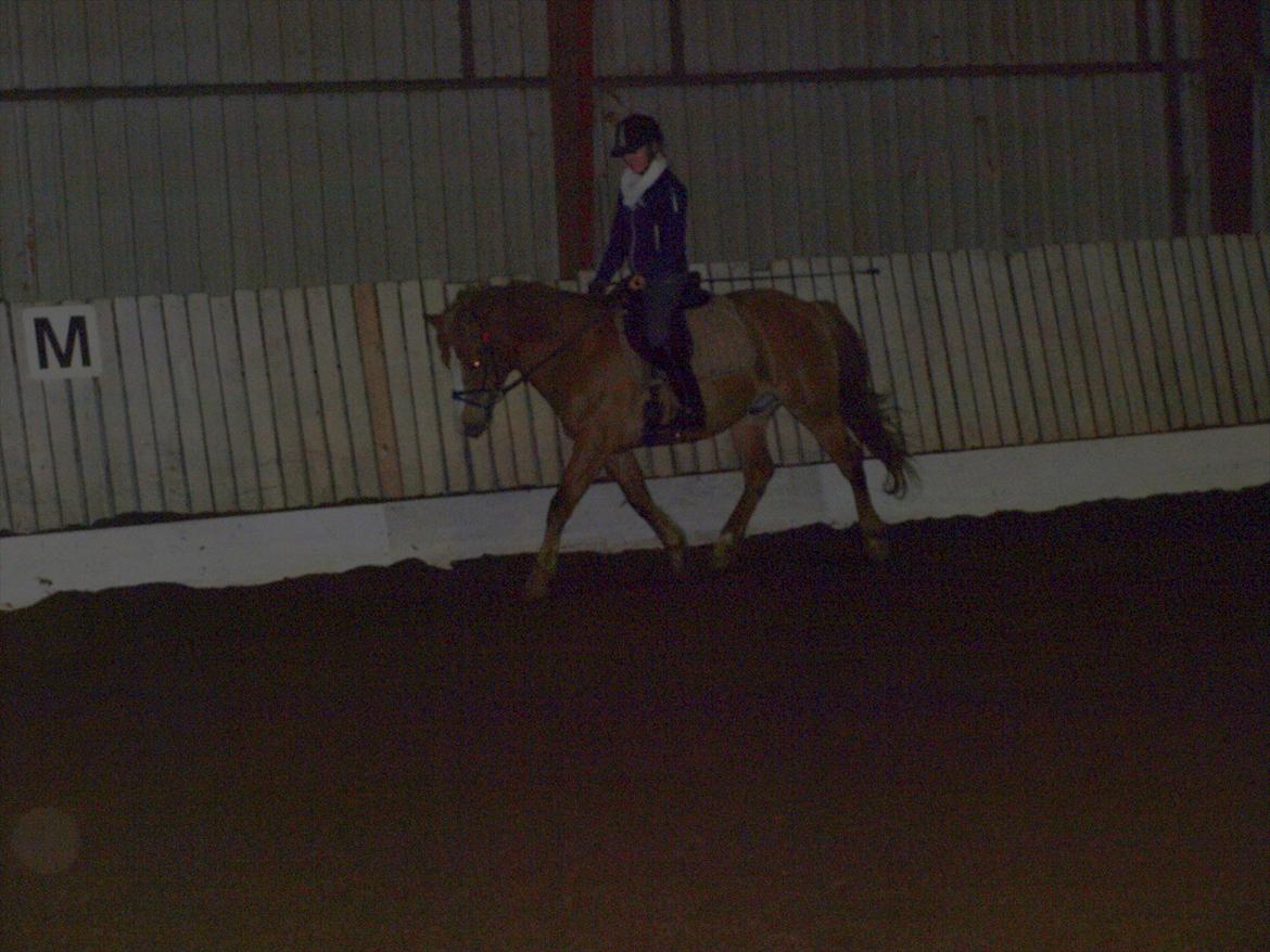 Anden særlig race Cavaliére Cadeau - (Calle) - træning<3 billede 18