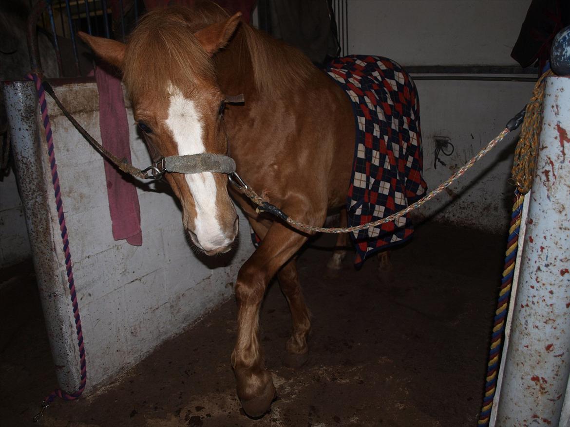 Anden særlig race Cavaliére Cadeau - (Calle) - søde basse... HALLO! Jeg vil ind til min mad! billede 19