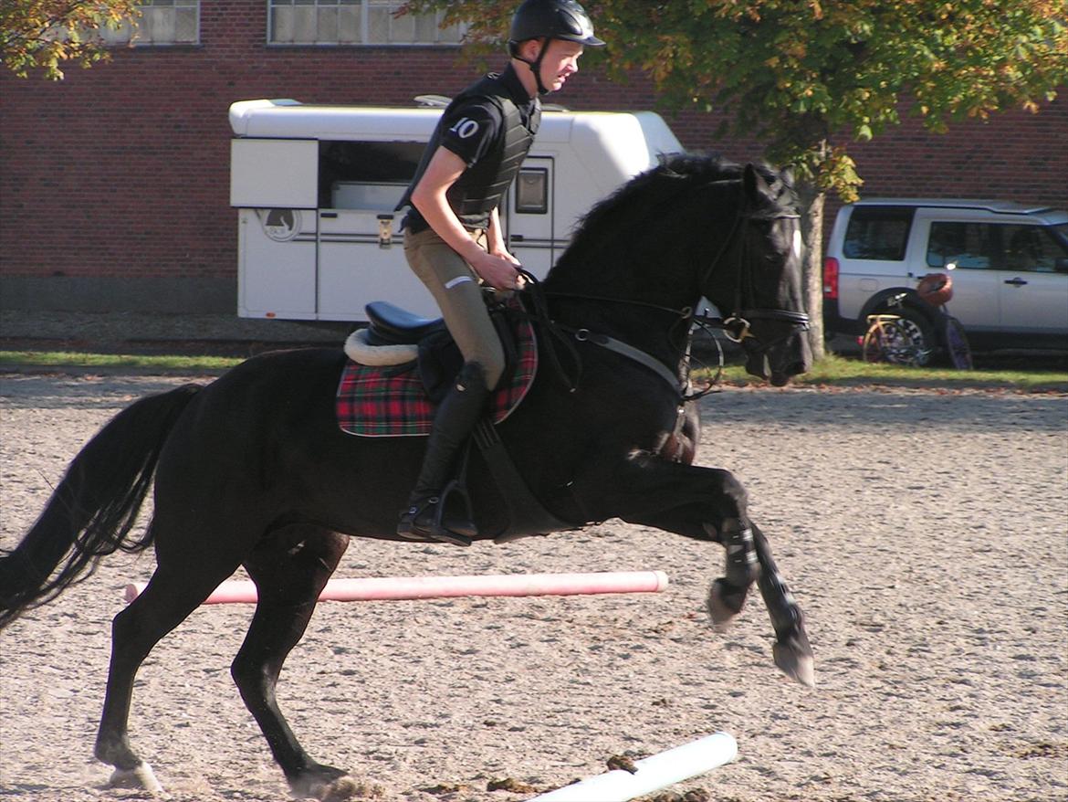 Welsh Cob (sec D) Avalons Monalisa billede 14