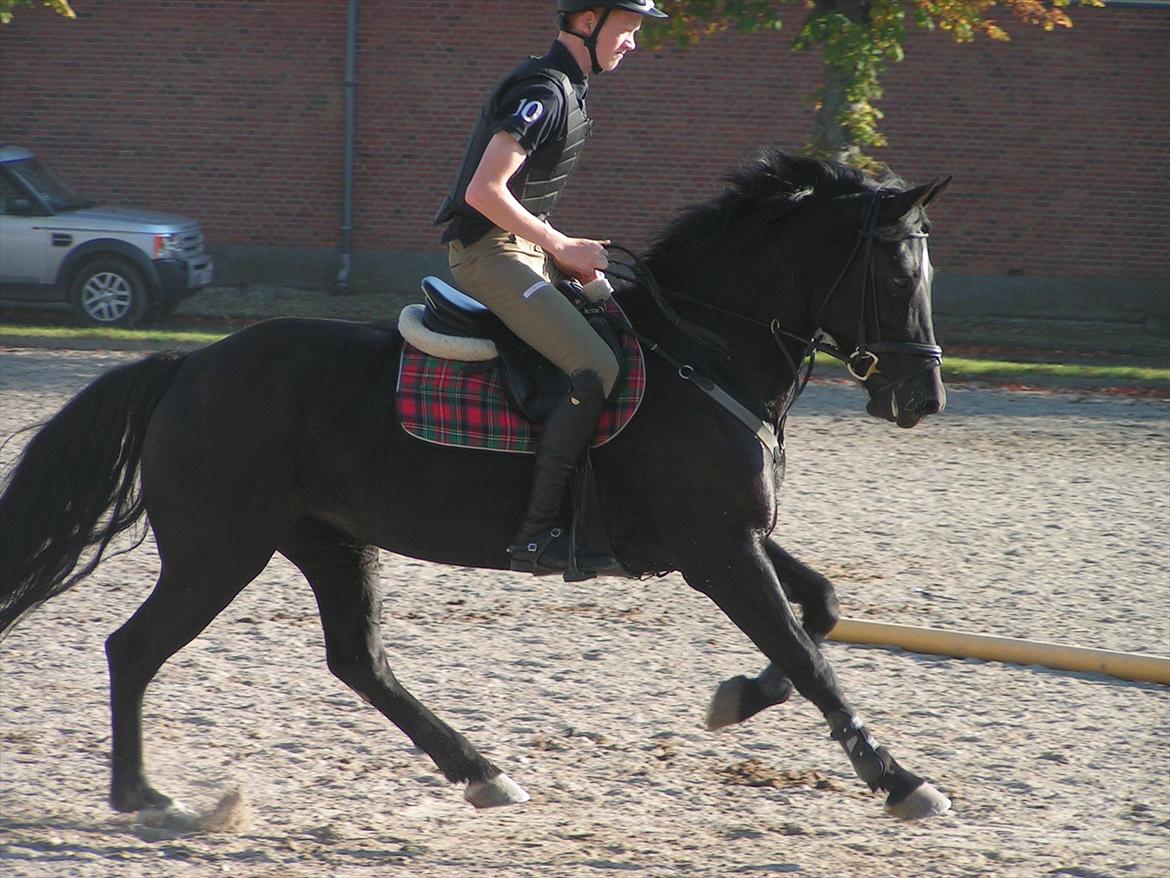 Welsh Cob (sec D) Avalons Monalisa billede 15