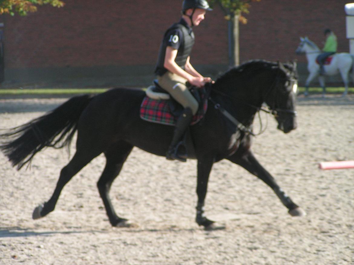 Welsh Cob (sec D) Avalons Monalisa billede 16