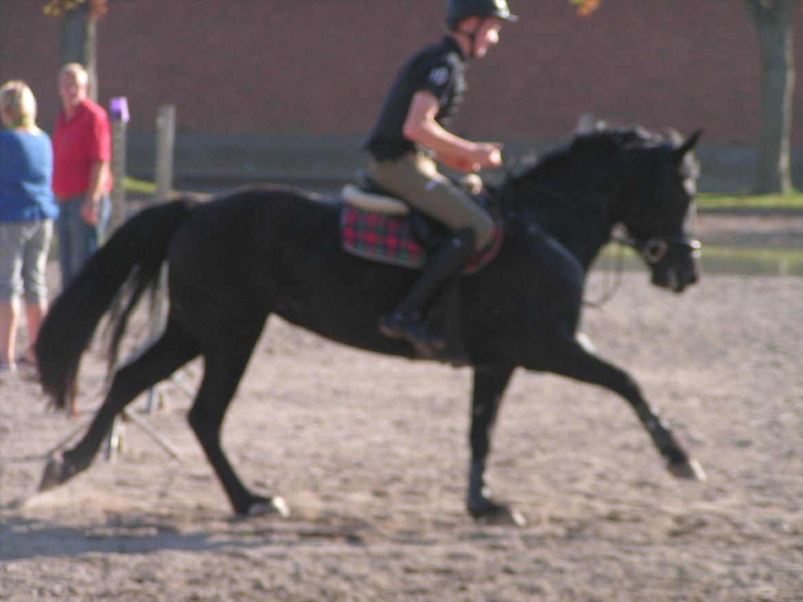Welsh Cob (sec D) Avalons Monalisa billede 17