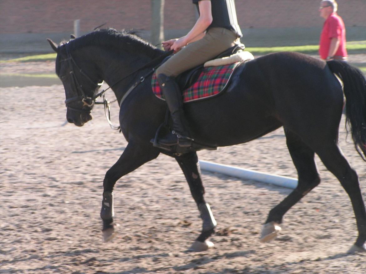 Welsh Cob (sec D) Avalons Monalisa billede 18