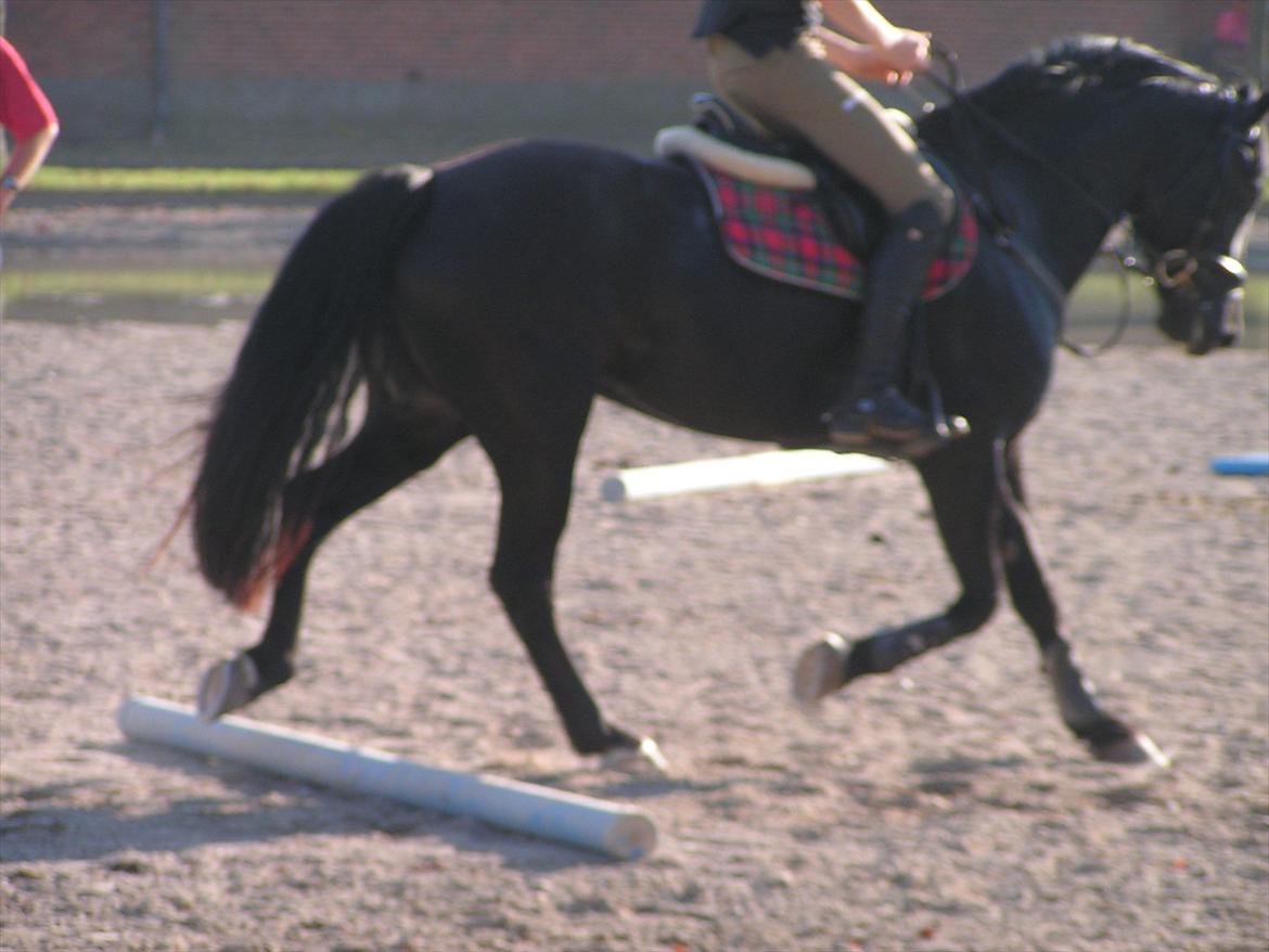 Welsh Cob (sec D) Avalons Monalisa billede 19
