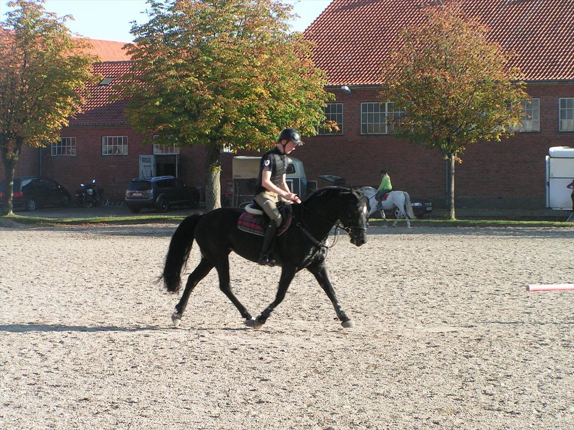 Welsh Cob (sec D) Avalons Monalisa billede 20