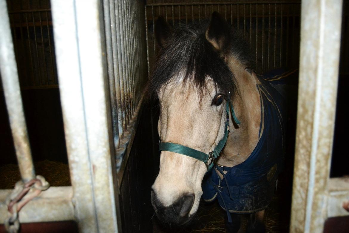 Anden særlig race Mikkel  - Velkommen til mikkel!<3
SAVNER DIG  billede 5