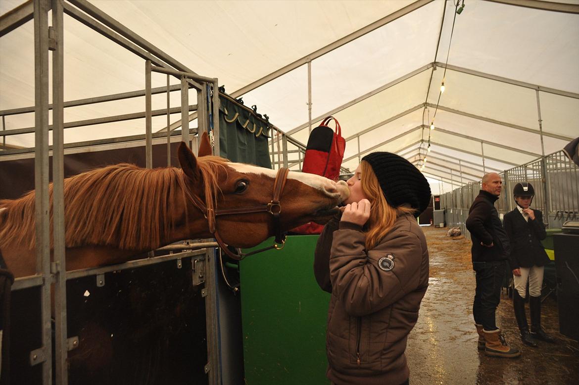 Welsh Cob (sec D) Dorthealyst Moonraker (L) - b-pony - landsstævne 2011 - hygge i stalden. jeg elsker dig, pony <3 Foto: Simone Risholt billede 6