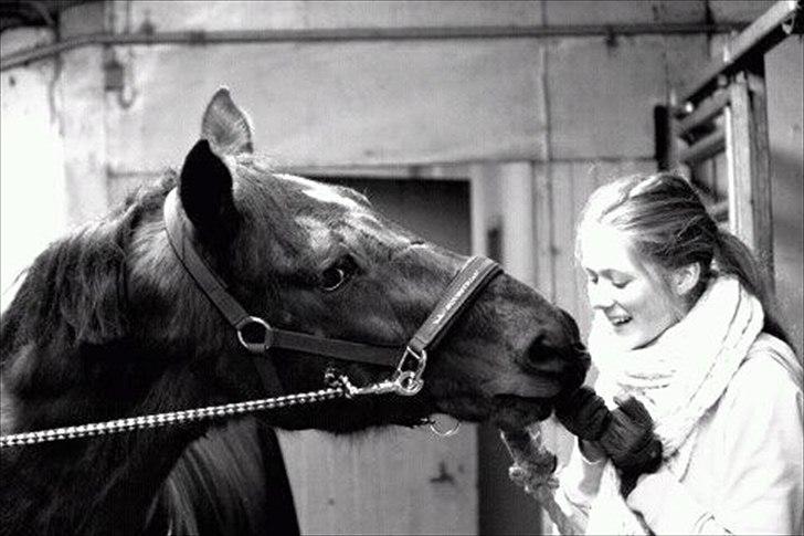 Tysk Sportspony Arking Jump.  - Bullerhesten. -  Hvis du var en dråbe i havet ville jeg svømme hele atlanten rundt bare for at finde dig..<3 billede 14