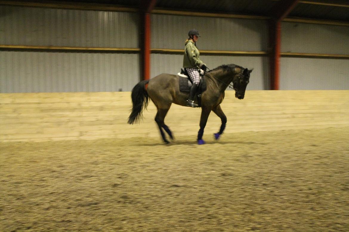 Dansk Varmblod Landeur (Litan) R.I.P billede 12