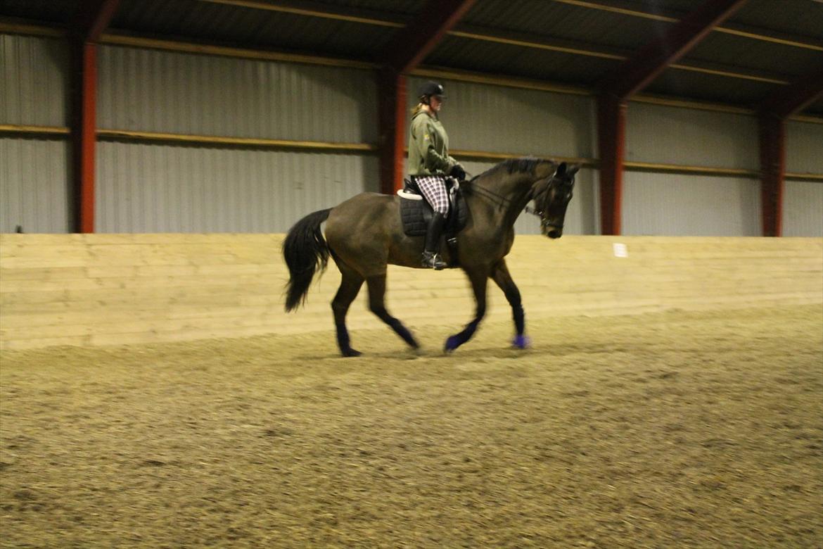 Dansk Varmblod Landeur (Litan) R.I.P billede 13