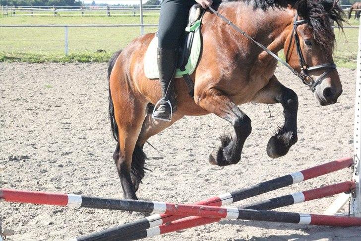 Nordsvensk Skovhest Lukas - SÅDAN, skal det gøres! :p billede 14