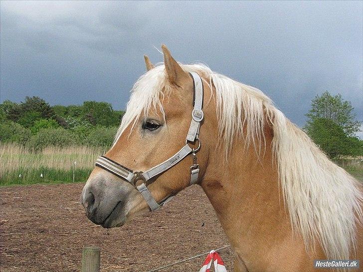 Tyroler Haflinger Walando - Lånt af Gitte E :) billede 10