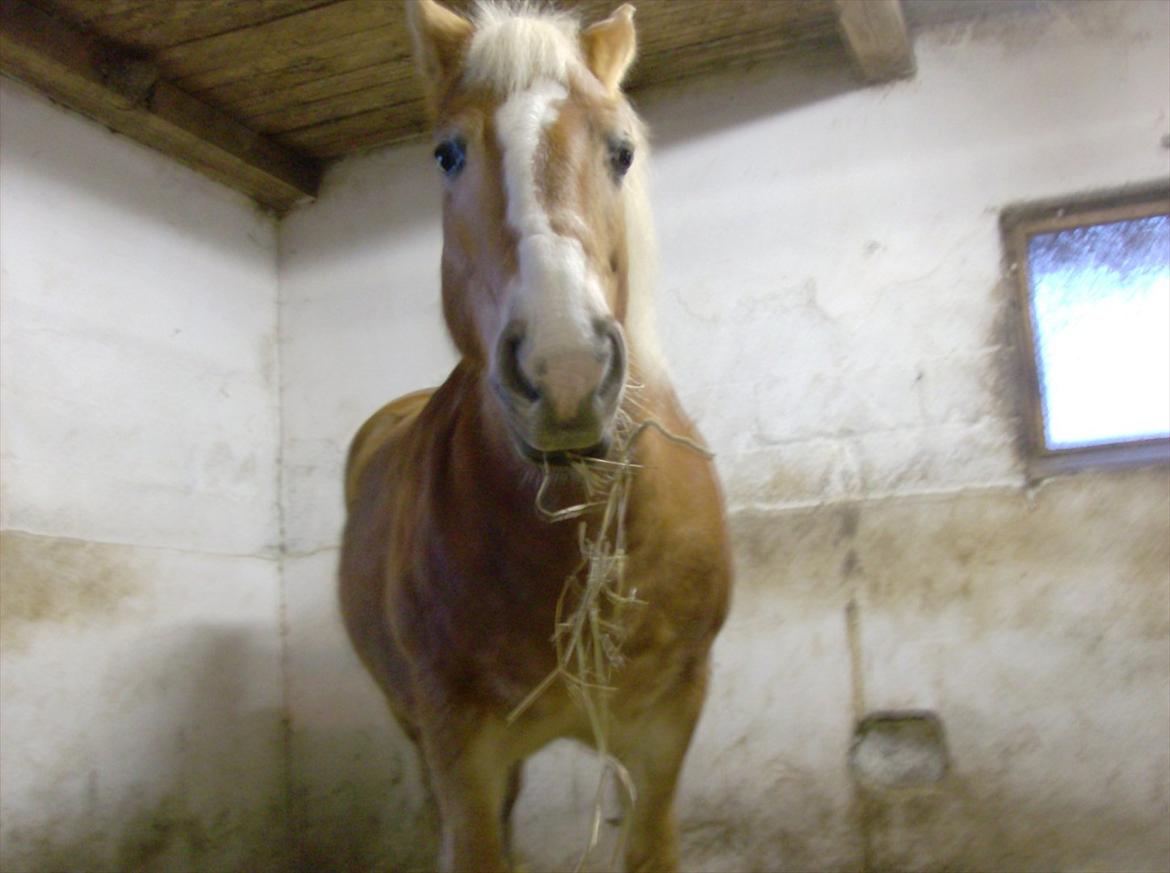 Tyroler Haflinger Bella Bionda af Rønhøj - hygge i boksen :)
undskyld kvaliteten ;) billede 9
