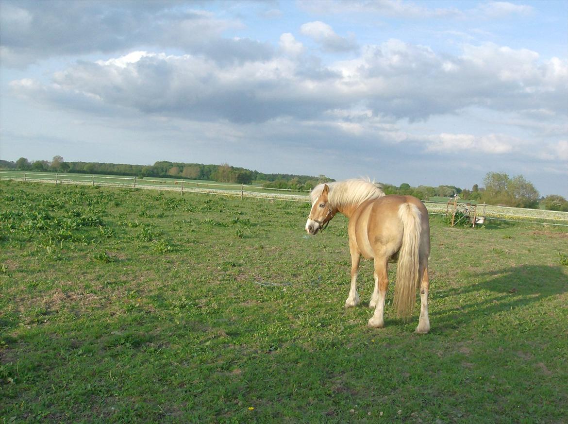 Tyroler Haflinger Bella Bionda af Rønhøj - dejlig sommerdag på folden :)  billede 10
