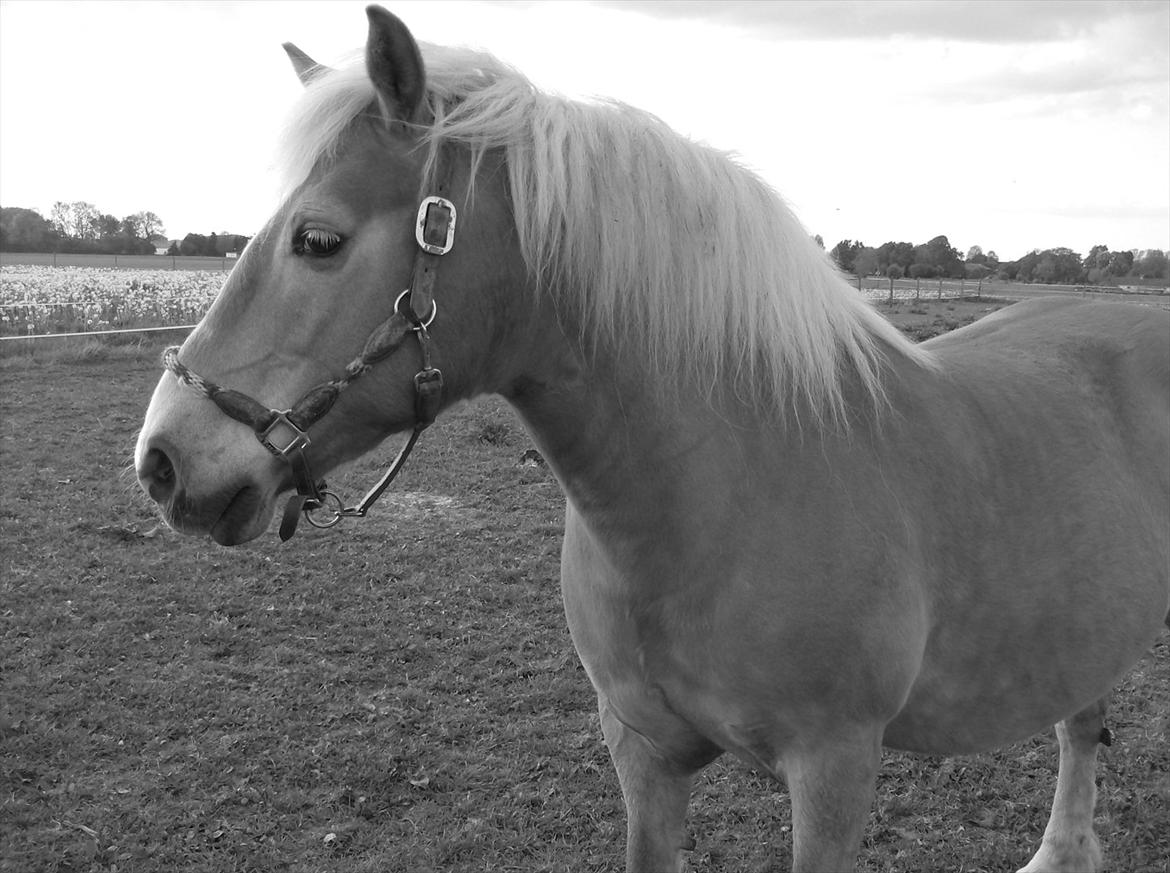 Tyroler Haflinger Bella Bionda af Rønhøj billede 11