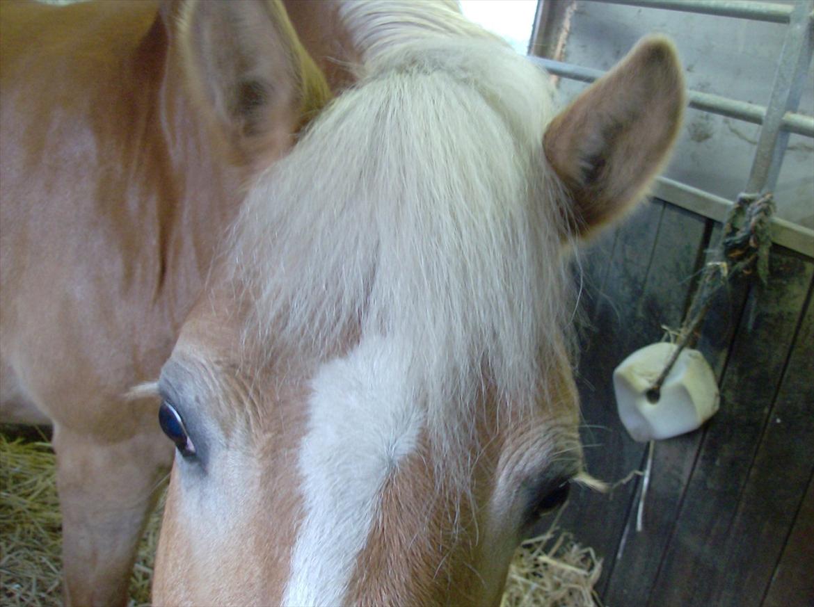 Tyroler Haflinger Bella Bionda af Rønhøj billede 12