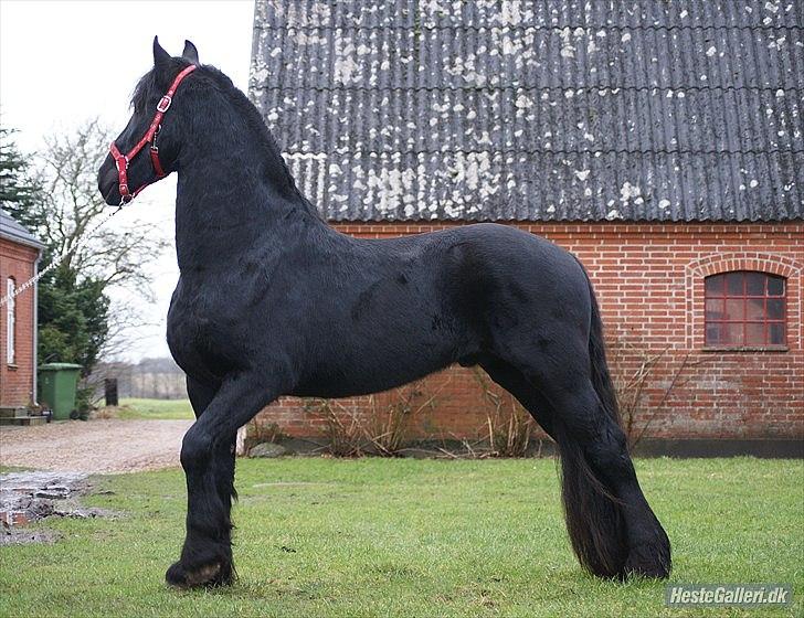 Frieser Bauke fan de adelvej billede 13