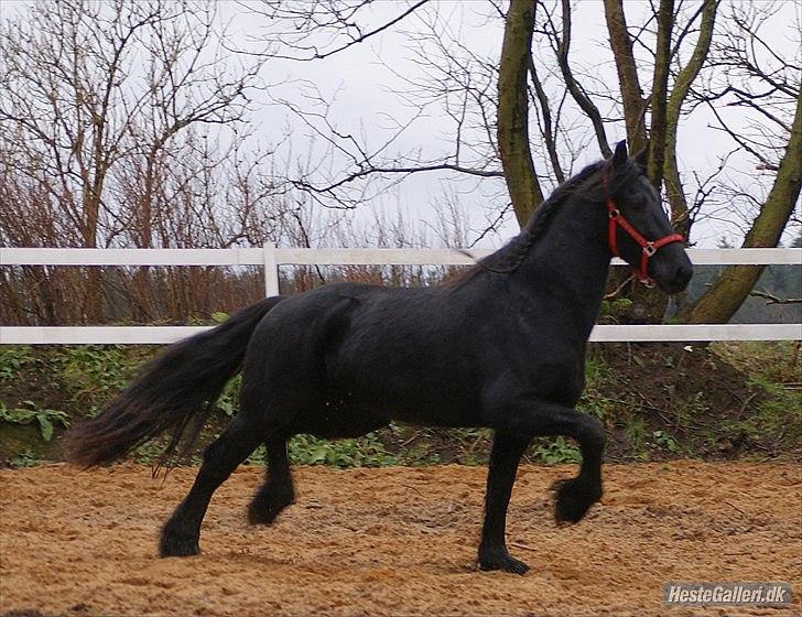 Frieser Bauke fan de adelvej billede 16