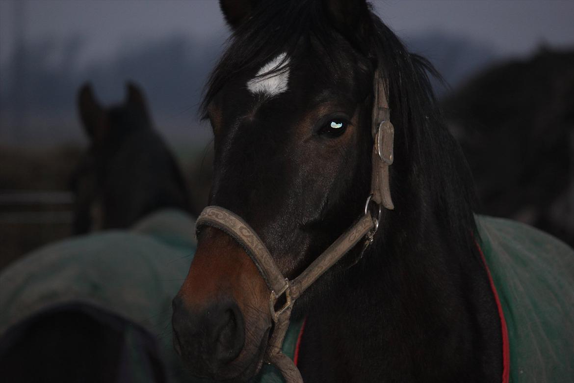 Dansk Varmblod remember me by friis billede 4