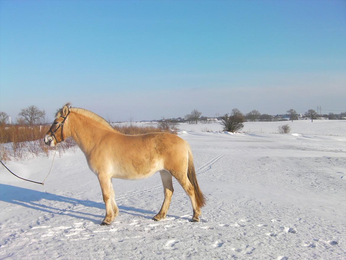 Fjordhest Marika Møldrup billede 4