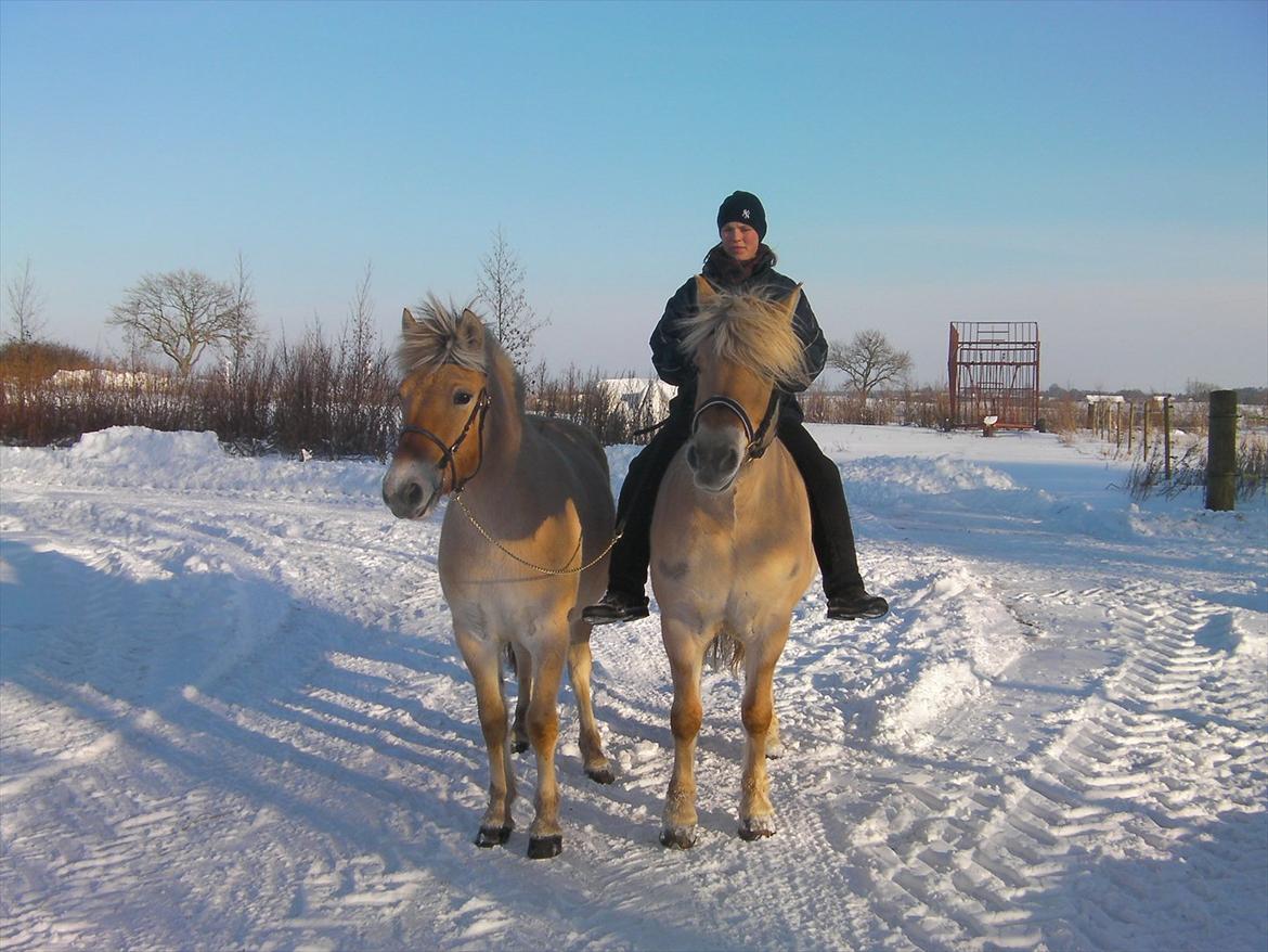 Fjordhest Marika Møldrup billede 7