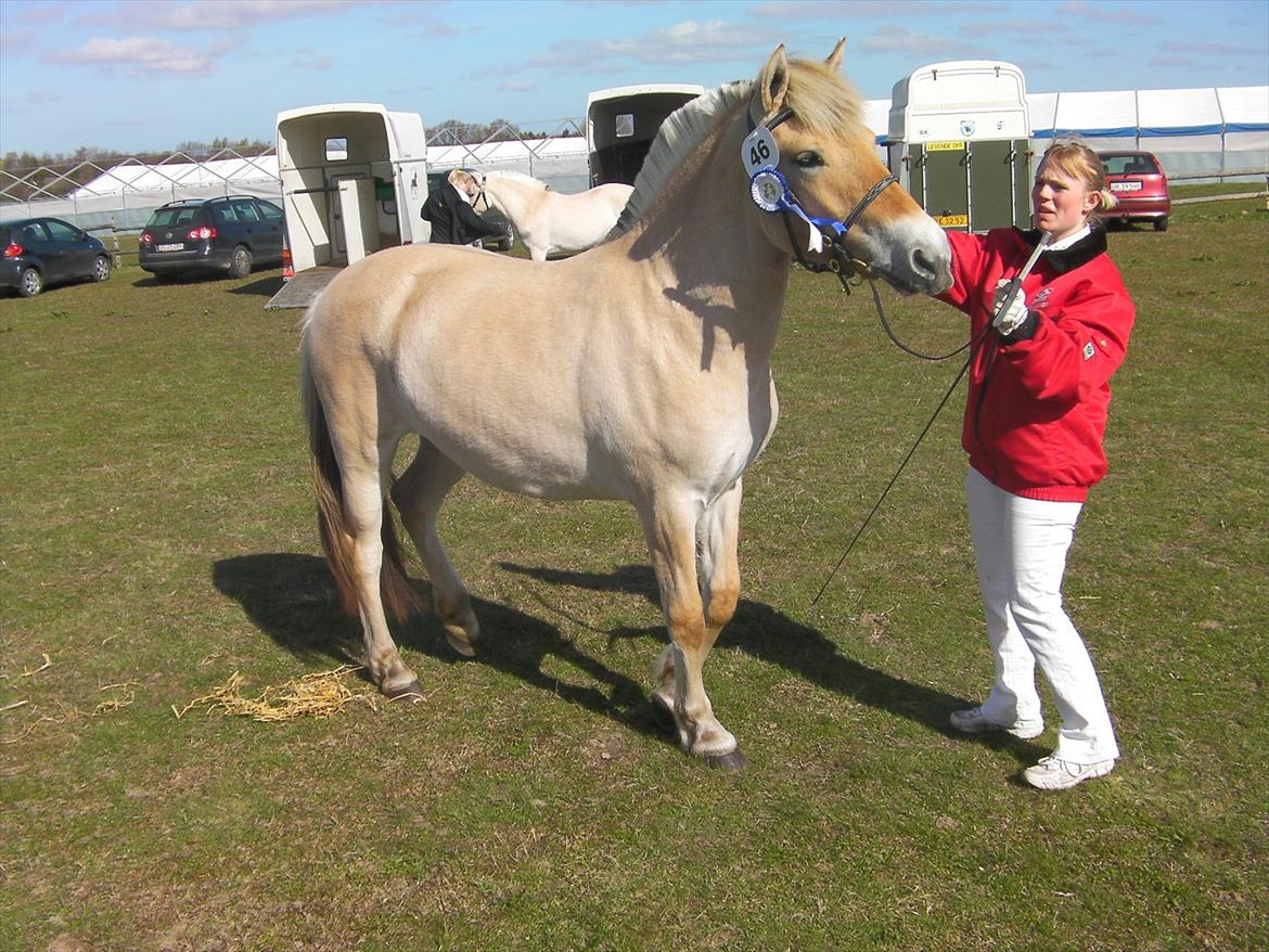 Fjordhest Marika Møldrup - Plagskue Dothealyst 2 år gammel billede 2