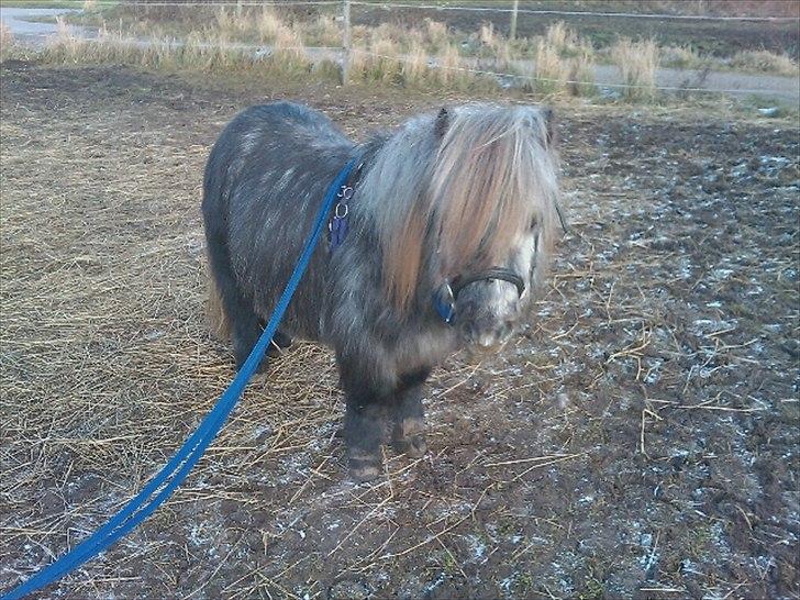 Shetlænder Tøttrups Minimum *solgt* - Januar 2012  billede 18