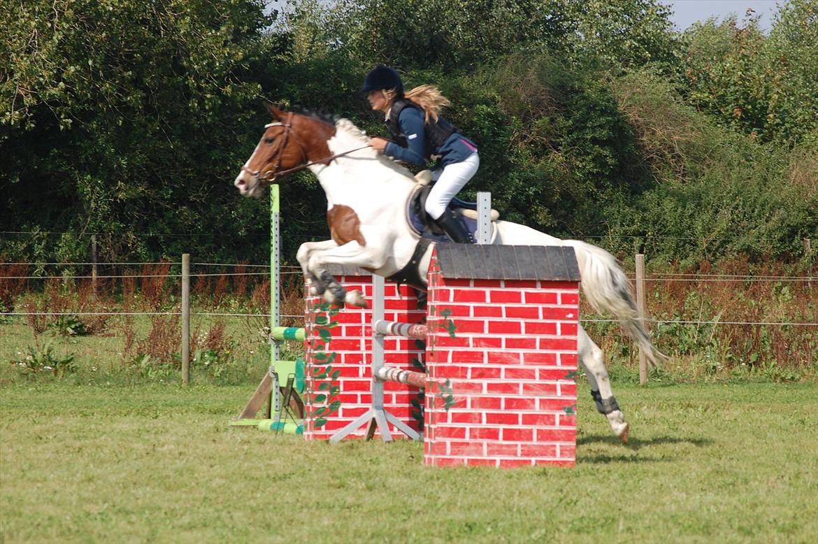 Hollandsk Sportspony Angel *Stjernen* billede 17