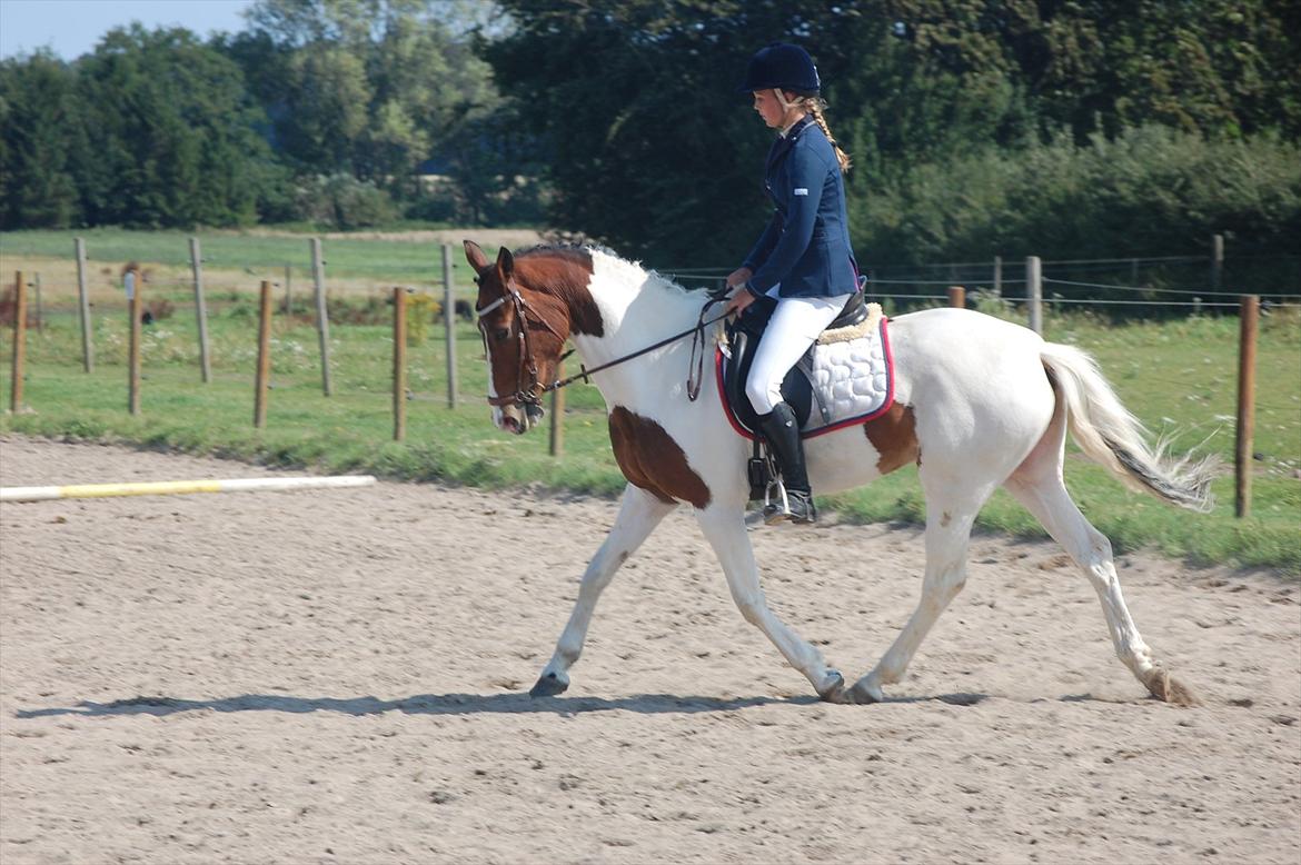 Hollandsk Sportspony Angel *Stjernen* billede 18