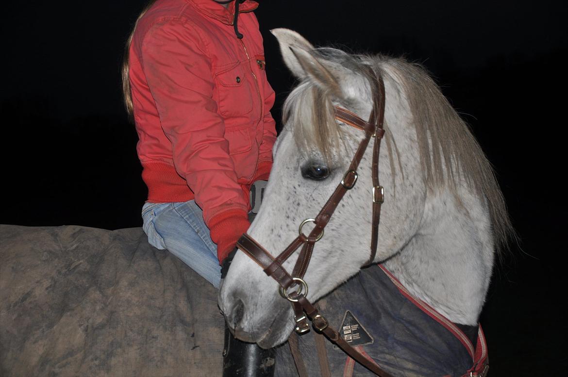 Arabisk fuldblod (OX) Bahia Blanca -  der findes ikke én der er perfekt, men vi to er perfekte sammen. billede 16