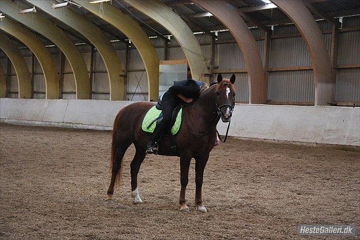 New Forest Igor <3 - Den smukke pony!<3

Foto af - Christina billede 15