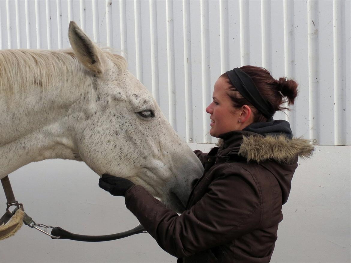 Engelsk Varmblod Dolly Dutch billede 14