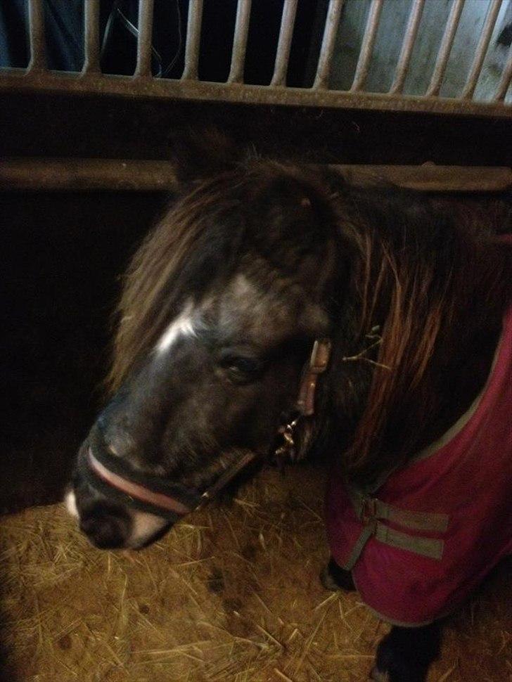 Shetlænder Eskelygårds black Beauty billede 1