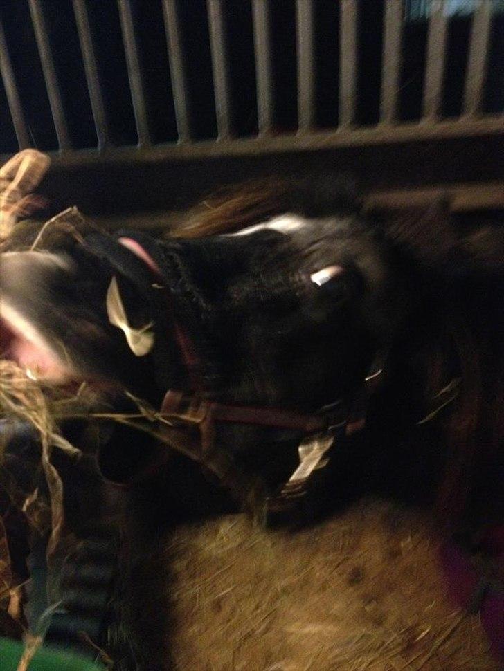 Shetlænder Eskelygårds black Beauty billede 2