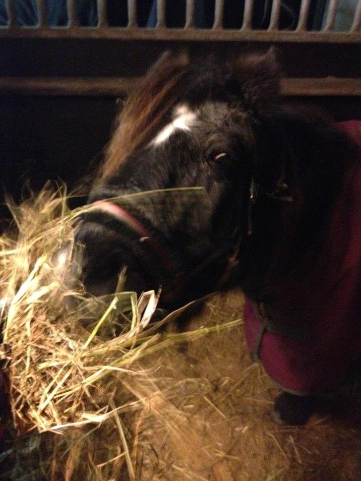 Shetlænder Eskelygårds black Beauty billede 3