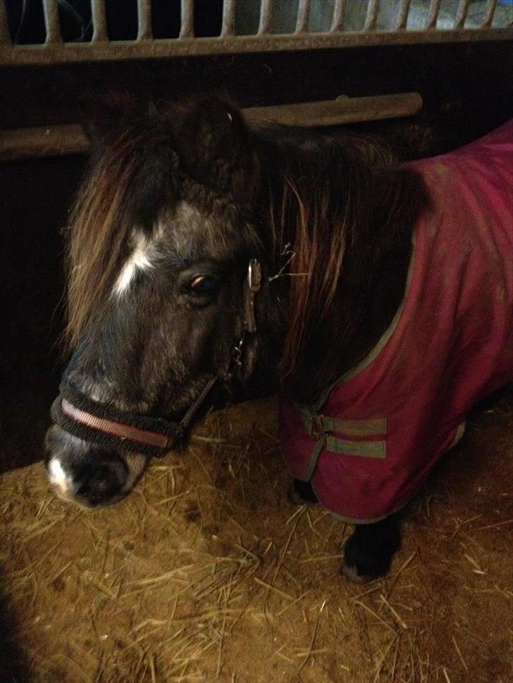 Shetlænder Eskelygårds black Beauty billede 4