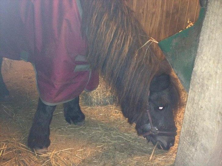 Shetlænder Eskelygårds black Beauty billede 5