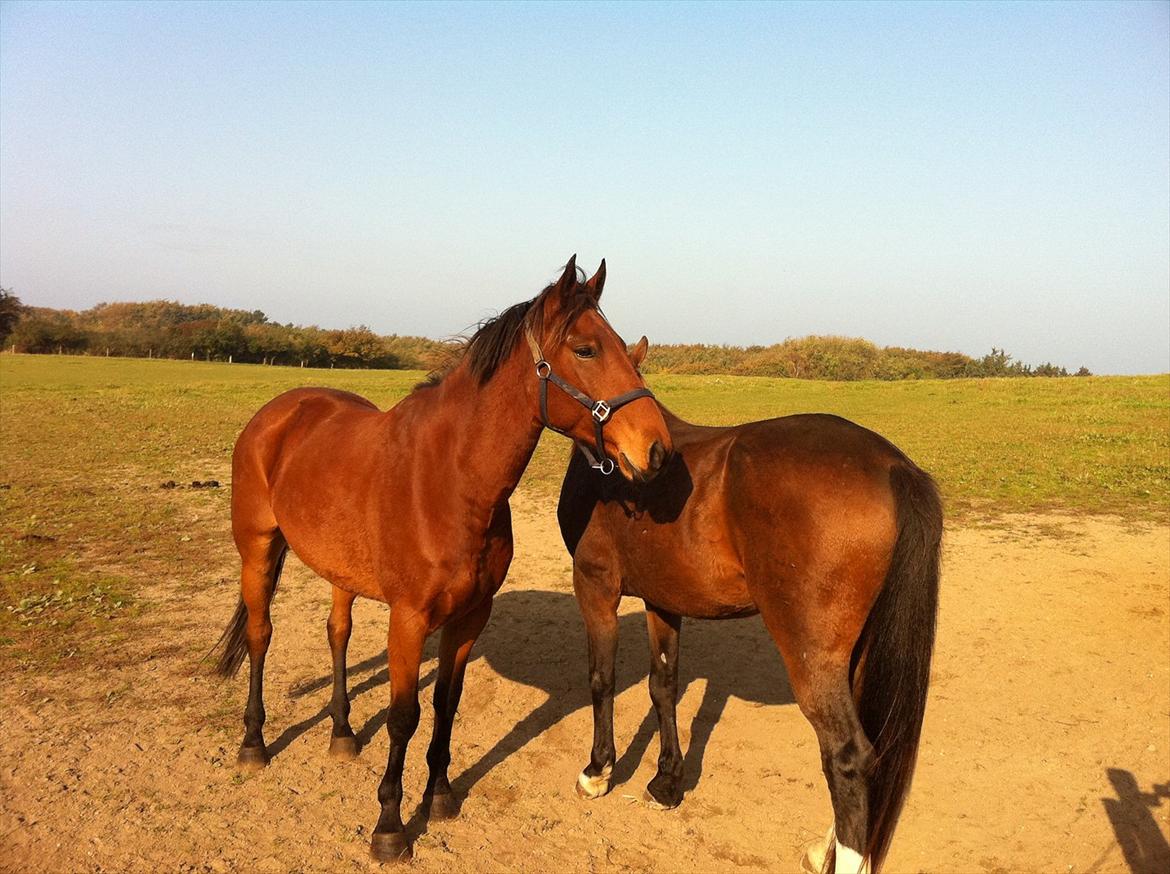 Anden særlig race Madsen (Mason) billede 1