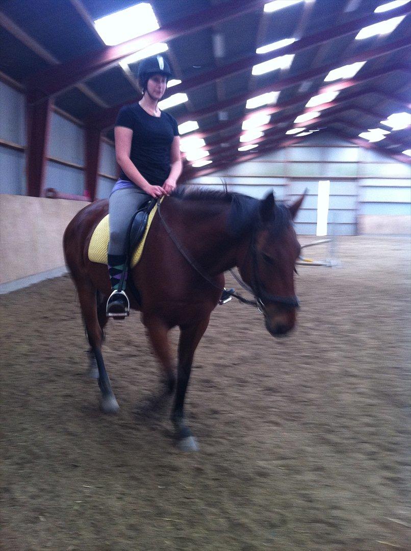 Anden særlig race Madsen (Mason) billede 2