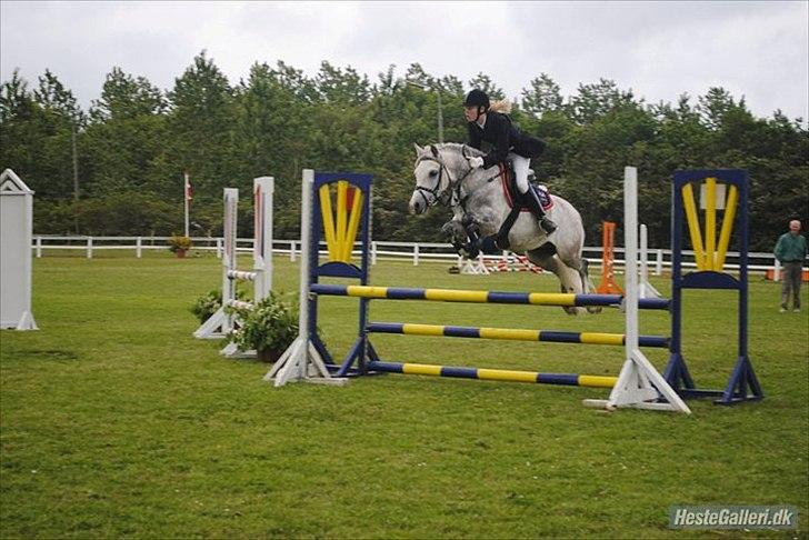 Welsh Pony (sec B) Diablo B-pony /spring  Solgt - Bording LA**  billede 5