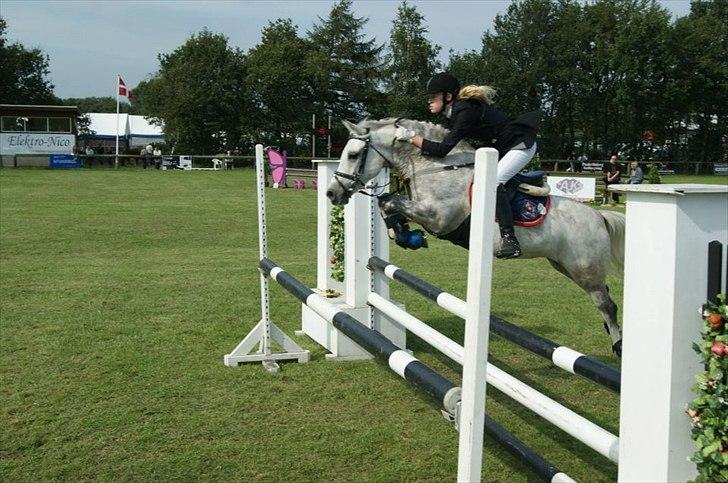 Welsh Pony (sec B) Diablo B-pony /spring  Solgt - Danmarks Cup 2011 LA** billede 1