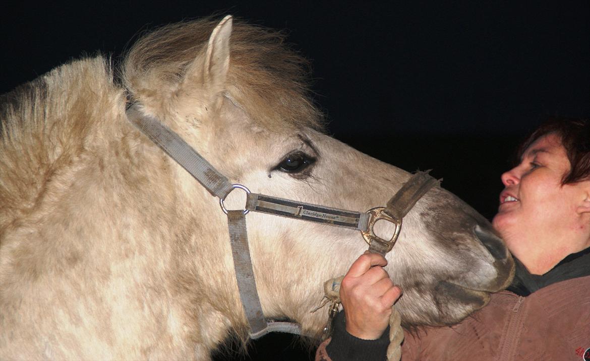 Fjordhest V. Linderup Piccaso - Picasso december 2011 :) billede 1